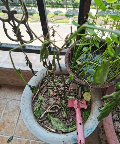 家庭养花用生根粉