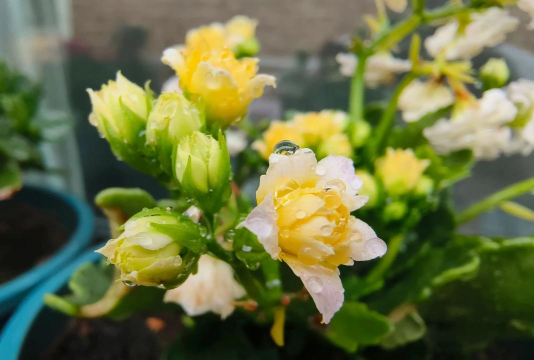 家庭养花用生根粉