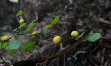 黄果茄的刺属于什么变态