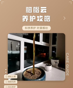 胭脂云怎么养才能更旺盛