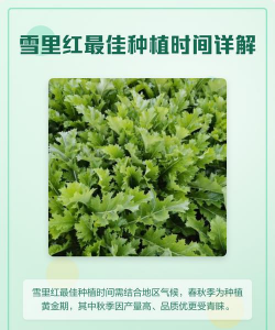 河北雪里蕻什么时候种植