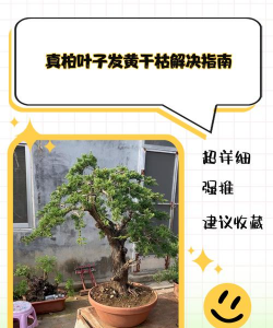 铺地柏黄叶怎么办呢