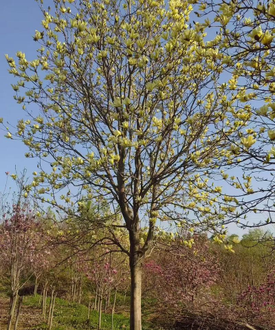 黄玉兰如何栽培