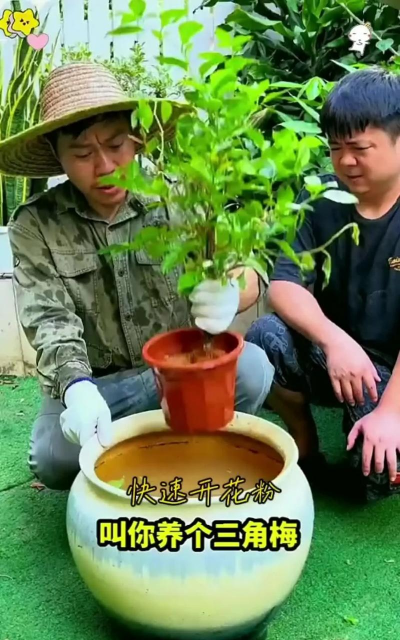 家庭养花用生根粉