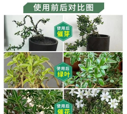 家庭养花用生根粉