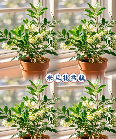 米兰开花结果怎么处理