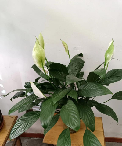 院长养花好吗 院长养花好吗