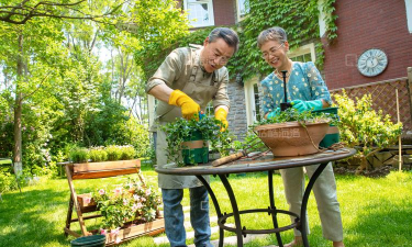 家庭养花用生根粉