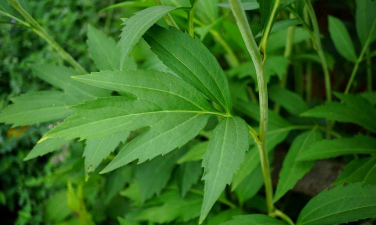 金光菊叶子是什么样的