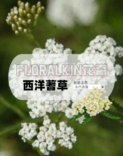 西洋蓍草名称是怎么来的