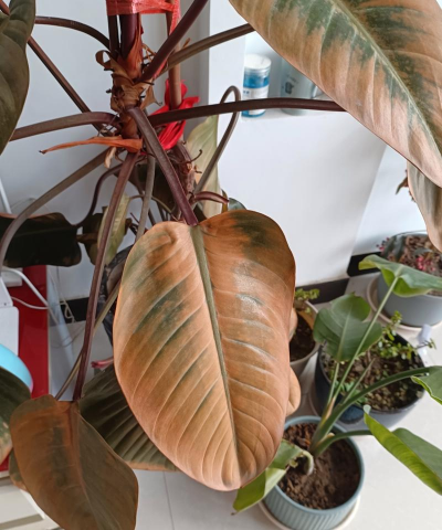 家庭养花用生根粉