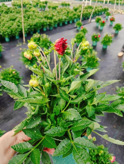 家庭养花用生根粉