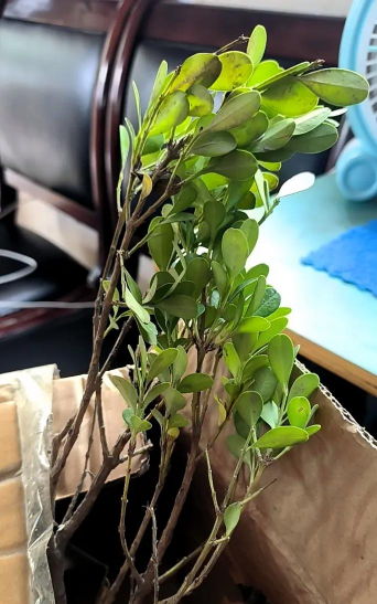 家庭养花用生根粉