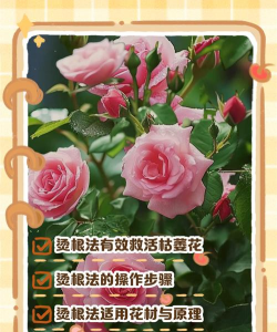 家庭养花用生根粉