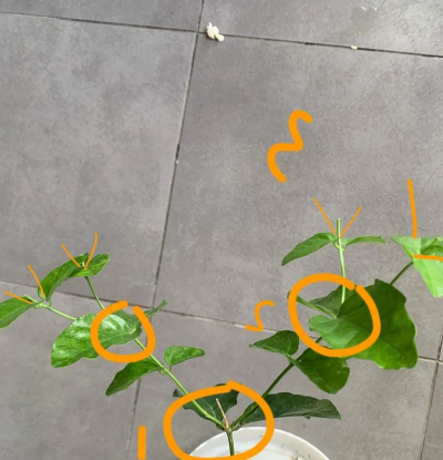 家庭养花用生根粉