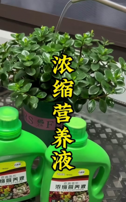 家庭养花用生根粉