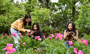 家庭养花用生根粉