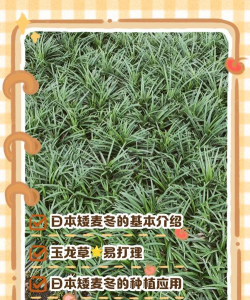 日本矮麦冬草种植时间及管理养护