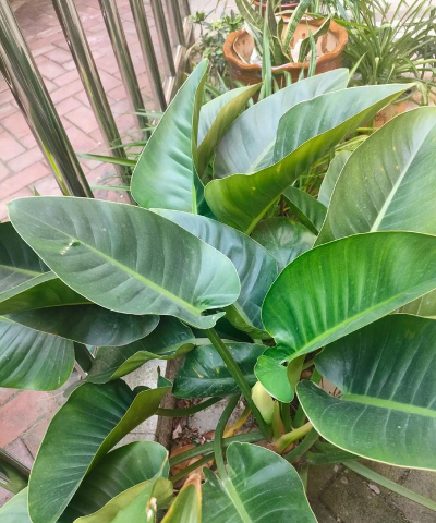 和绿钻相似的叫什么花