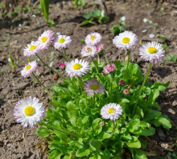 家庭养花用生根粉