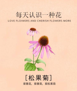 松果菊是什么时候种的