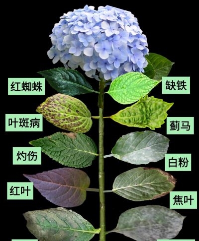 绣球叶子有小洞怎么办