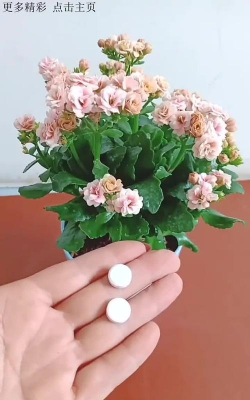 家庭养花用生根粉