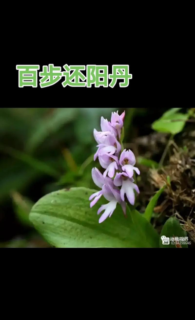 百叶草还叫什么花