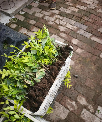 金叶榆的嫁接栽培技术