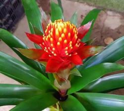 火炬盆花如何养