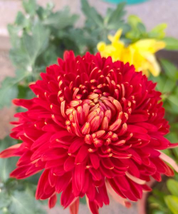 红色的像菊花的是什么花