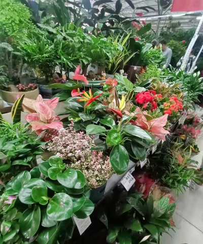 家庭养花用生根粉