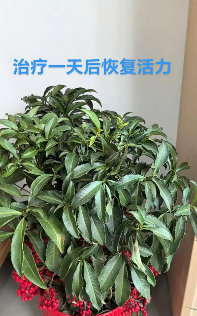 家庭养花用生根粉