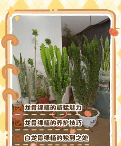 青龙骨的寓意是什么意思