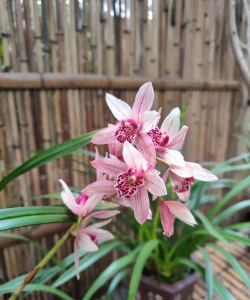 兰花开的花长什么样