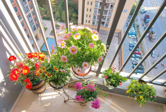 家庭养花用生根粉