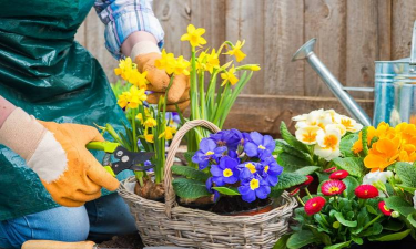 家庭养花用生根粉