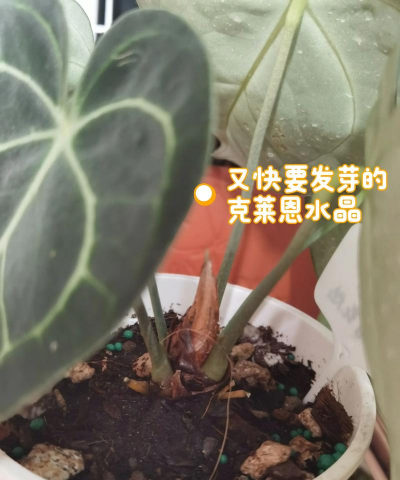 家庭养花用生根粉