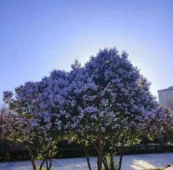 西宁市花是什么花