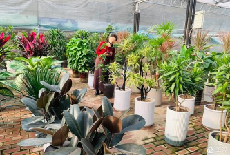 家庭养花用生根粉