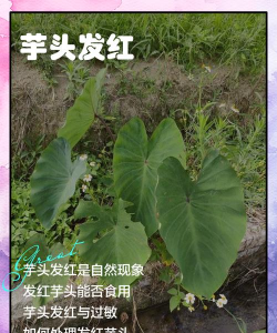 红芽芋金边叶什么原因