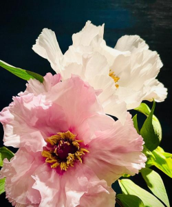 单办牡丹花叫什么牡丹