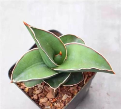 鹰嘴多肉夏天怎么养