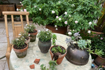 家庭养花用生根粉