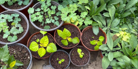 家庭养花用生根粉