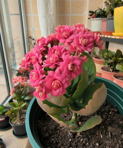 家庭养花用生根粉