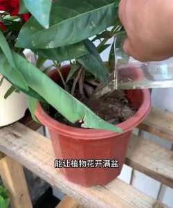 家庭养花用生根粉