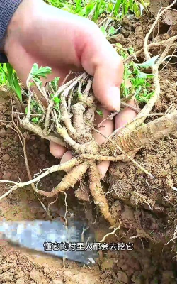 跟葛根长得像的植物还有什么