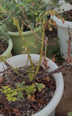 家庭养花用生根粉