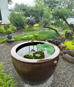 荷花缸在室内能养些什么